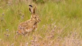 Encuentran un animal inesperado en un rincón de España y ya ha roto todas las estadísticas
