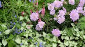 Muchos la eliminan como si fuera una mala hierba, pero indican algo esencial sobre tu jardín
