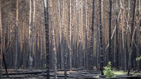 Ucrania denuncia "crímenes contra el medioambiente" de Rusia sin precedentes: la factura supera los 85.000 millones