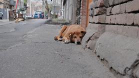 El primer informe oficial español sobre el abandono animal revela qué ocurre realmente con las mascotas
