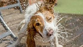 Un adiestrador canino pide dejar de hacer el gesto amable para refrescar a tu perro en verano: "Podrías hacer que pase más calor"
