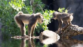 Abandonan 65 chimpancés en una isla desierta, años después los buscan y descubren un proyecto sobrecogedor