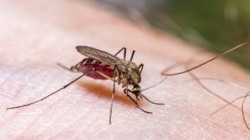 Adiós a los mosquitos: jardineros piden plantar el repelente de insectos natural