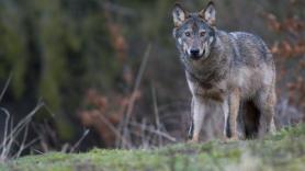 El TSJG paraliza de forma cautela la resolución de la Xunta de Galicia que reactivaba la caza del lobo