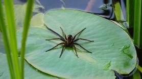 Piden actuar de inmediato si ves a esta araña sobre las aguas y tranquilizan: es completamente inofensiva