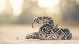 El joven siente un pinchazo, ve a la serpiente de cascabel pero lo peor llega al bajar el calcetín