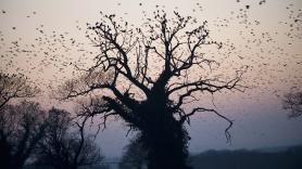 Las aves de Ucrania sacan provecho de los restos bélicos de la guerra para construir sus nidos