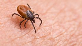 Las personas con este tipo de sangre atraen a las garrapatas y les aconsejan alejarse de bosques y prados este verano