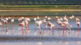 En Reino Unido animan a sus residentes a visitar el paraíso de los flamencos de España