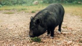Víboras y jabalíes invaden ciudades y pueblos y los científicos lanzan una explicación: "Se han confundido las cosas"