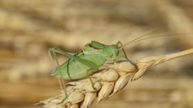 Un intruso acaba con parte del hábitat de una especie de saltamontes con un valor de 250 euros el ejemplar