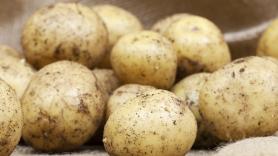 Adiós a las patatas: clasifican un insecto de 5 milímetros de largo como el 'destructor de cultivos'