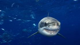 Los científicos advierten que el tiburón macho más grande jamás visto se dirige a un paraíso turístico