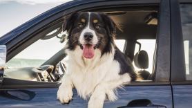 Una veterinaria revela cada cuánto tiempo tienes que parar si viajas con tu perro en coche estas vacaciones