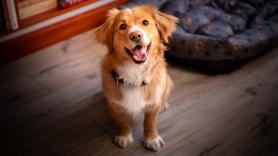 Adiós a los perros de siempre: los científicos avisan de una evolución y dicen que hay que ponerse las pilas