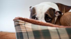 Tres consejos para calmar a tu perro o gato por los petardos de San Juan