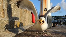 Una ciudad entera vive en estado de desesperación por la guerra entre las gaviotas y los carteros
