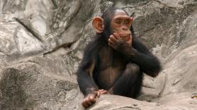 Abandonan 65 chimpancés en una isla abandonada, años después los buscan y observan un proyecto sobrecogedor