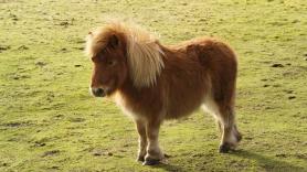 Pocos saben que el elemento más característico de los baños de España viene de una especie de poni