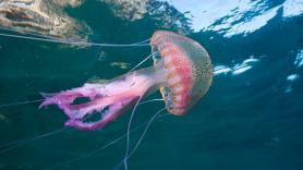 En la costa del campo de Gibraltar ya hay presencia de la peligrosa especie de picadura muy dolorosa