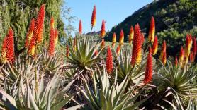 El jardín botánico más grande de España no está en la Península: un mosaico de formas, aromas y texturas