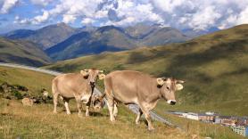 Declarada la batalla campal por las vacas deambulantes por el pueblo: "Si alguien muere algún día..."