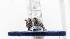 Una gatita se esconde siempre en su refugio y su inusual comportamiento oculta un triste destino
