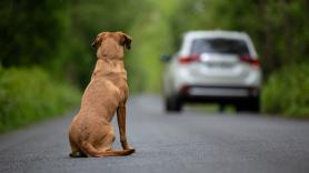Se va a dar la vuelta al mundo y lo que hace con su golden retriever salta las lágrimas: "No tengo tiempo para un perro"