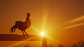 Un vecino denuncia el canto de un gallo y acaba condenado a pagar 4.500 euros por daño moral: "Tenía derecho a cantar"