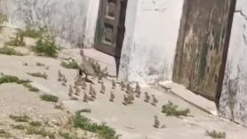 Un vecino de Cádiz sale de su casa y se topa con una maravilla natural en un entorno totalmente inesperado