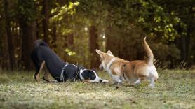 Muestra el sencillo truco con el móvil para saber si tu perro tiene garrapatas