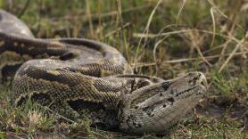 Un guardabosques se enfrenta a una serpiente gigante con un extintor pero hay polémica sobre el motivo de su gesta
