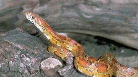 Un hombre entra en su garaje de Móstoles, se topa con una serpiente, pero de una especie invasora