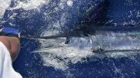 Un pescador roza la muerte tras capturar un pez de 27 kilos de hocico muy peligroso