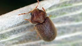 Si ves este insecto de apenas 3 milímetros entrar en tu casa, tienes un gran problema