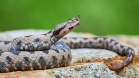 Inquietud y fascinación ante la víbora híbrida nacida del cruce de dos especies venenosas