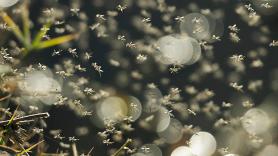Liberan al animal capaz de devorar hasta 600 mosquitos por hora para salvar un pueblecito del asedio