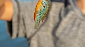 Un niño pesca tres peces extraños, descubre que es una especie invasora y se toma la justicia por su mano