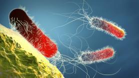 Una investigación confirma la expansión global de un gen que crea bacterias resistentes a los antibióticos
