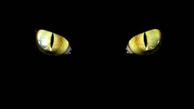 Alertan del animal responsable de la muerte de millones de mamíferos: hay 10 millones en las calles de España