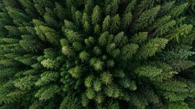 Rusia convierte a este bosque en el más bombardeado de la Tierra en un momento y el gran despliegue no le sirve de nada