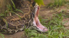 Un granjero desaparece y lo encuentran al día siguiente en el estómago de la gigantesca serpiente de 8 metros