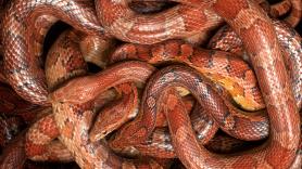 Estupefacción entre los paleontólogos por la aparición de la serpiente de 38 millones de años
