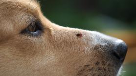 Le quita una garrapata al perro, cree que el peligro ha pasado y salta la sorpresa: "¿Es posible que haya dos?"