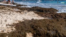 Solicitan medidas urgentes por la invasión del alga asiática en la costa de Cádiz