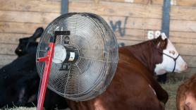 Las vacas sufren los estragos del calor y encuentran la solución de 35.000 euros para mantenerlas frescas: "Parecían felices"