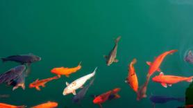 Deja caer cinco peces en el estanque y la transformación que ocurre durante cinco años deja a todos sin palabras