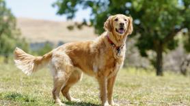 Cruzan la dulzura de un golden retriever y la disciplina de un pastor alemán y el resultado conquista Internet