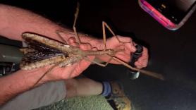 Un grupo de científicos sigue la pista de una foto en una selva remota y da con el insecto más pesado de Australia