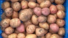 Aparece una gigantesca pila de 500 toneladas de patatas y cientos de personas acuden con sus maleteros preparados
